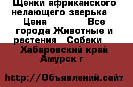 Щенки африканского нелающего зверька  › Цена ­ 35 000 - Все города Животные и растения » Собаки   . Хабаровский край,Амурск г.